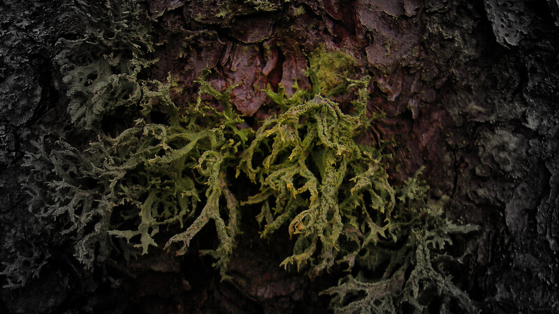 lichen on tree bark