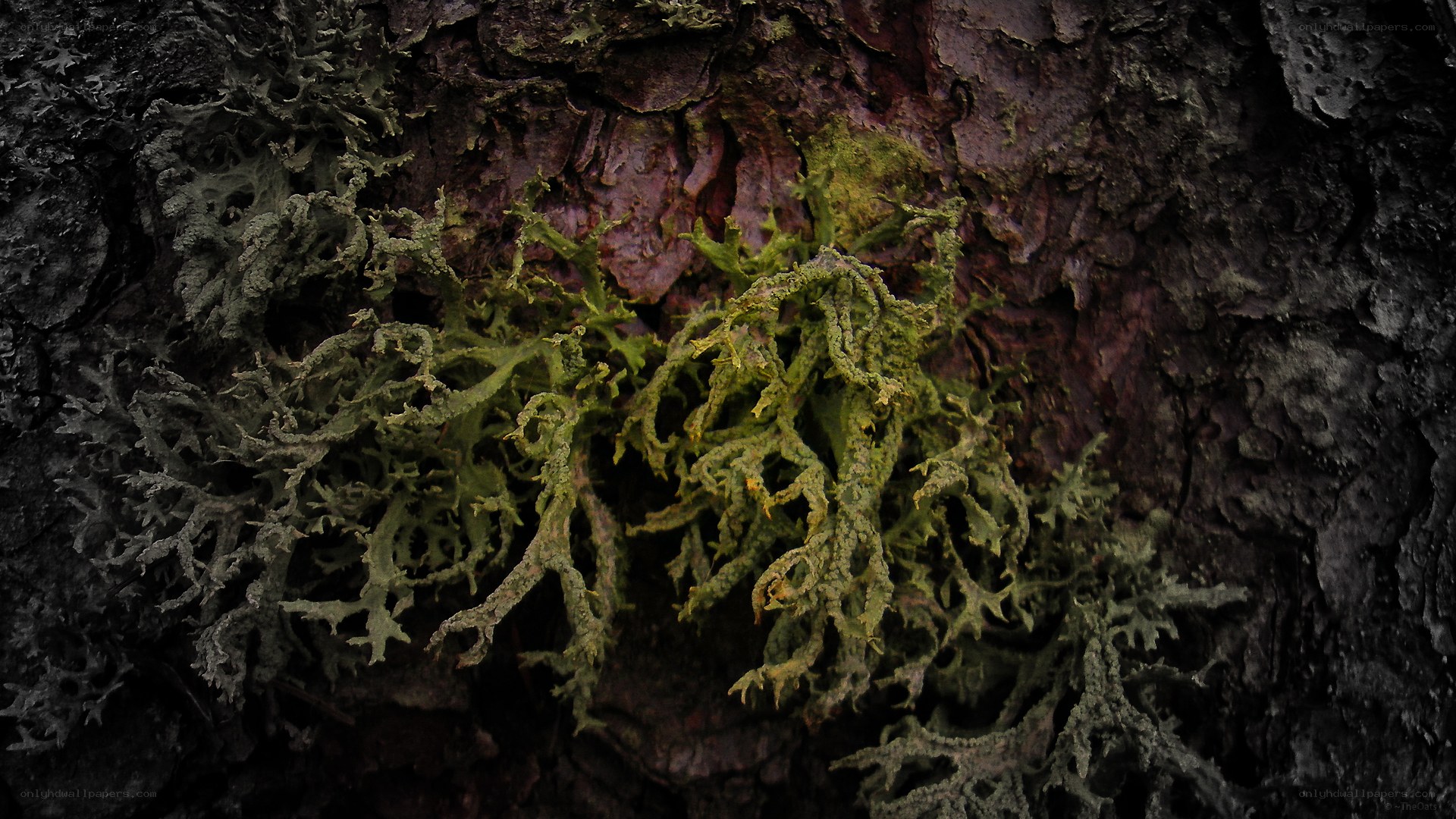 lichen on tree bark
