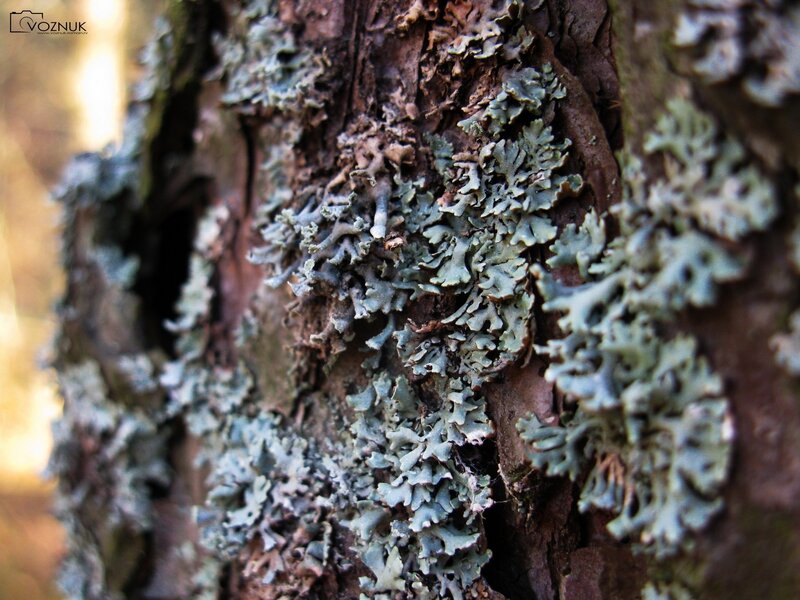 Lichen on Tree Bark — Brown