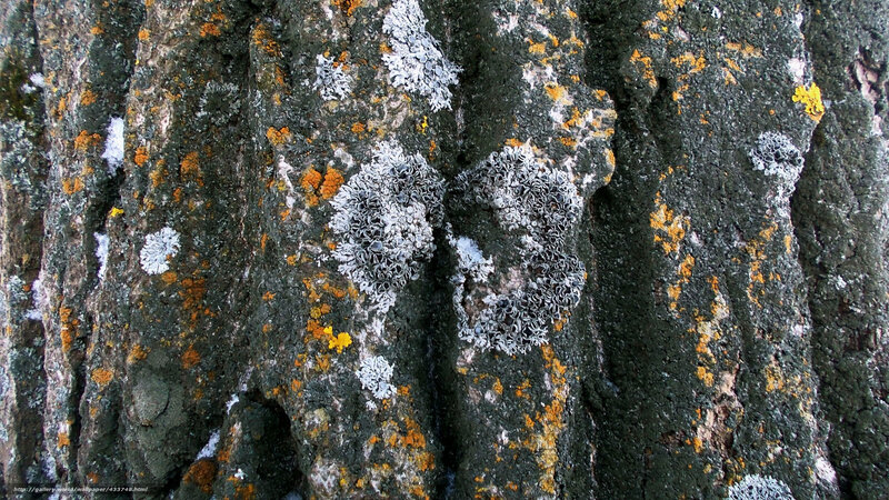 Lichen on Tree Bark — Gray, Natural, Photograph