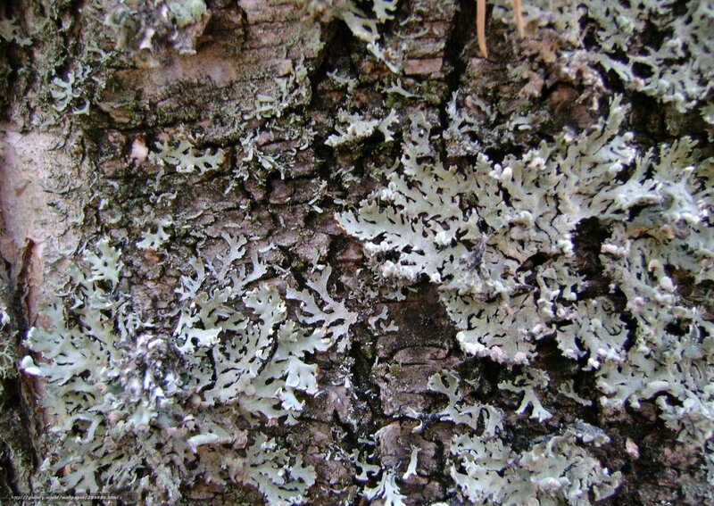Lichen on Tree Bark — Gray, Natural