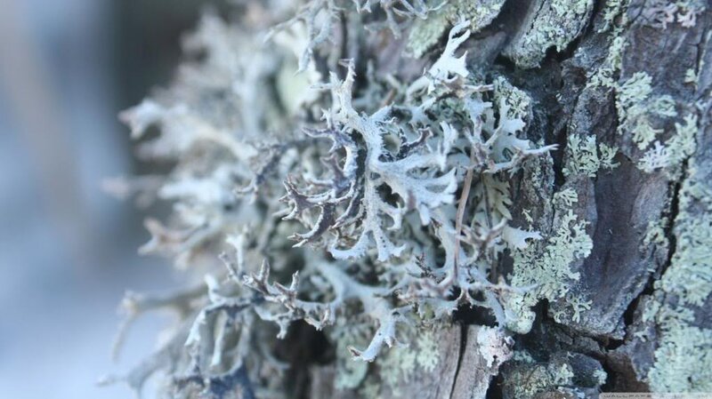 Lichen on Tree Bark — Gray