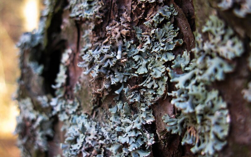 Lichen on Tree Bark — Green, Natural, Photograph