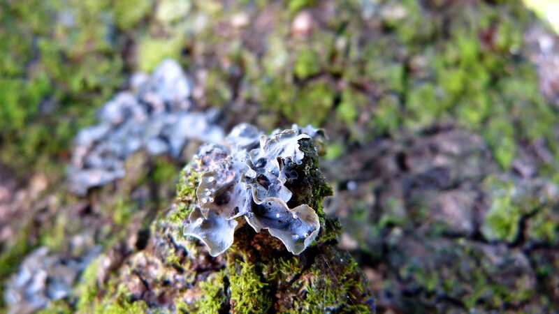 Lichen on Tree Bark — Green