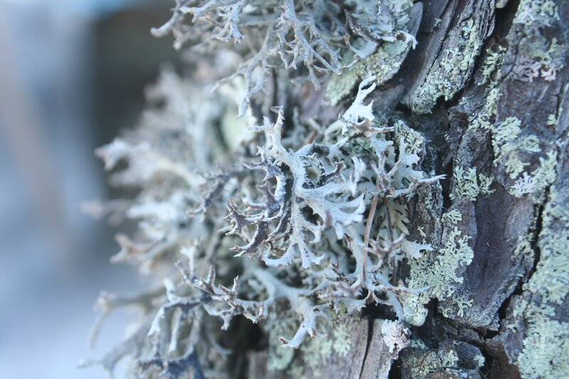 Lichen on Tree Bark — White, Natural