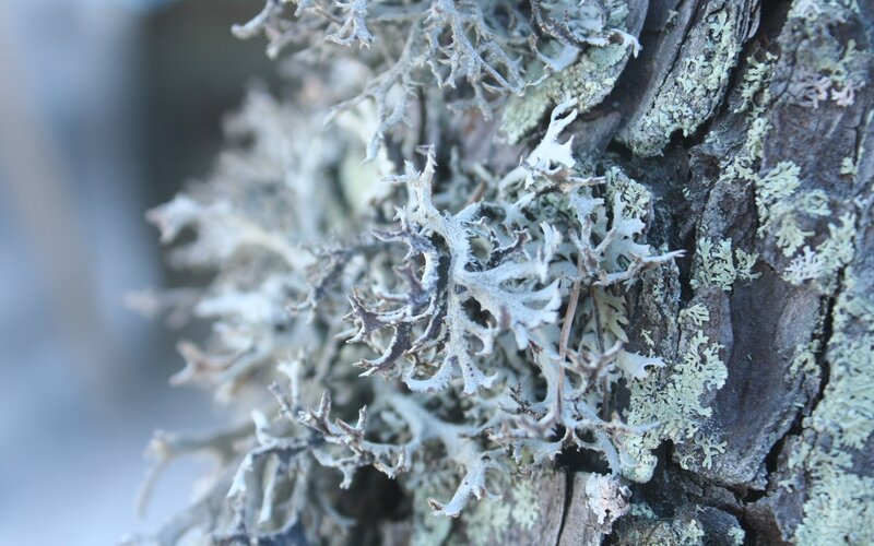 Lichen on Tree Bark — White