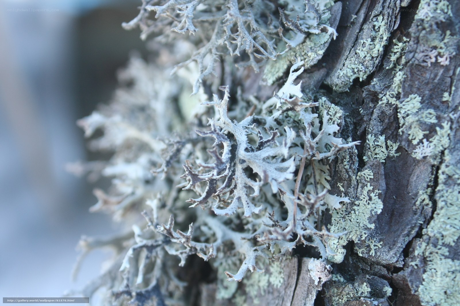 lichen on tree bark