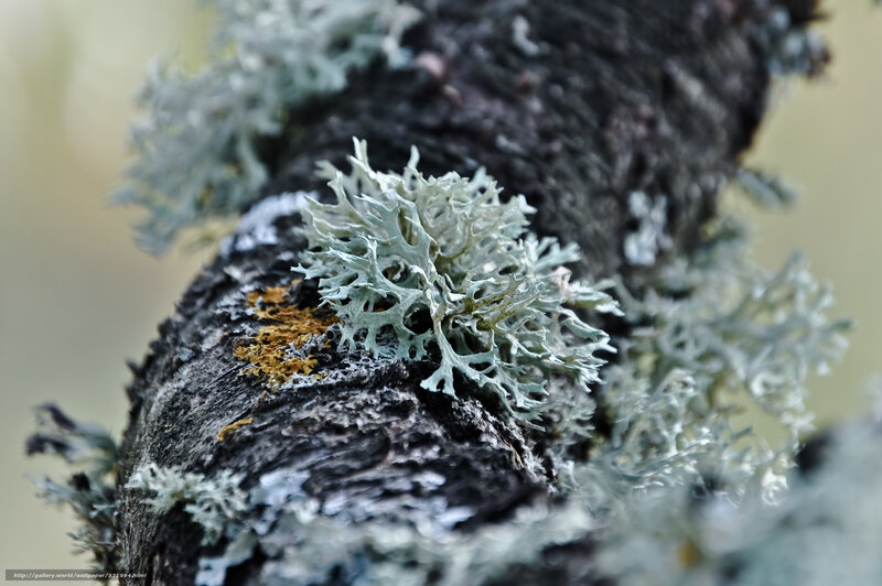 Lichen on Tree Branch — Gray