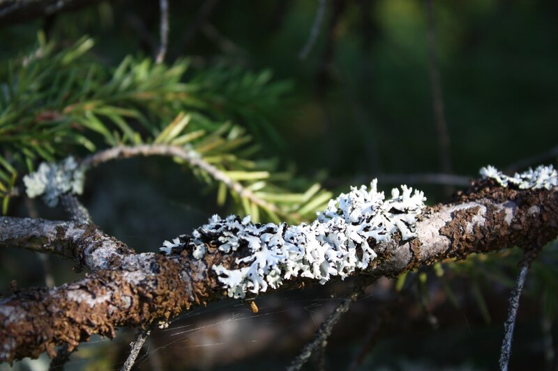 Lichen on Tree Branch