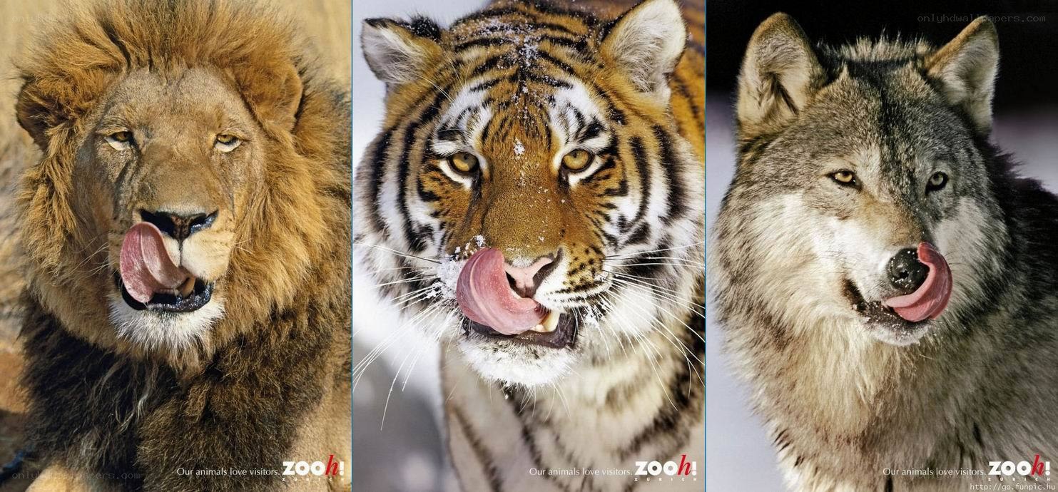 Licking big cats