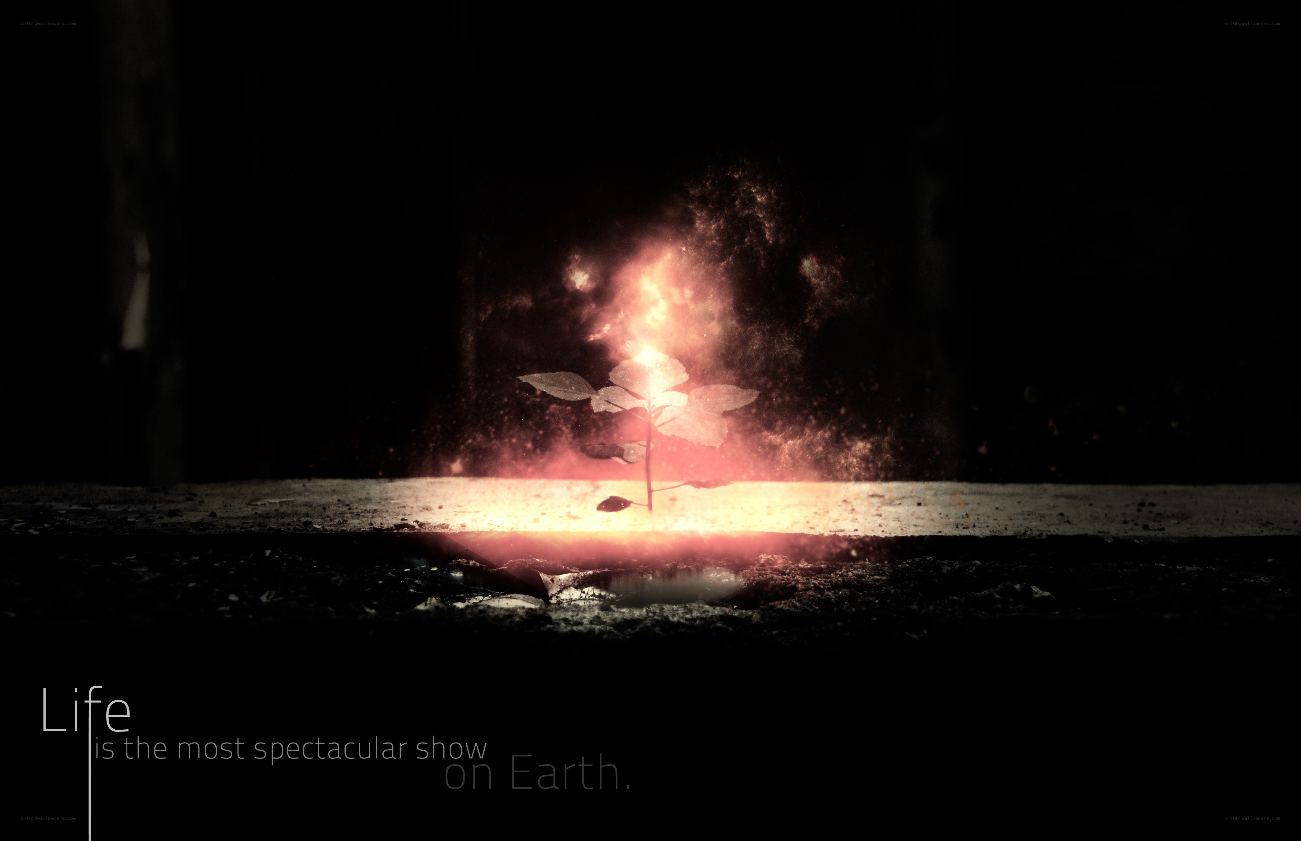 Life is a spectacular show