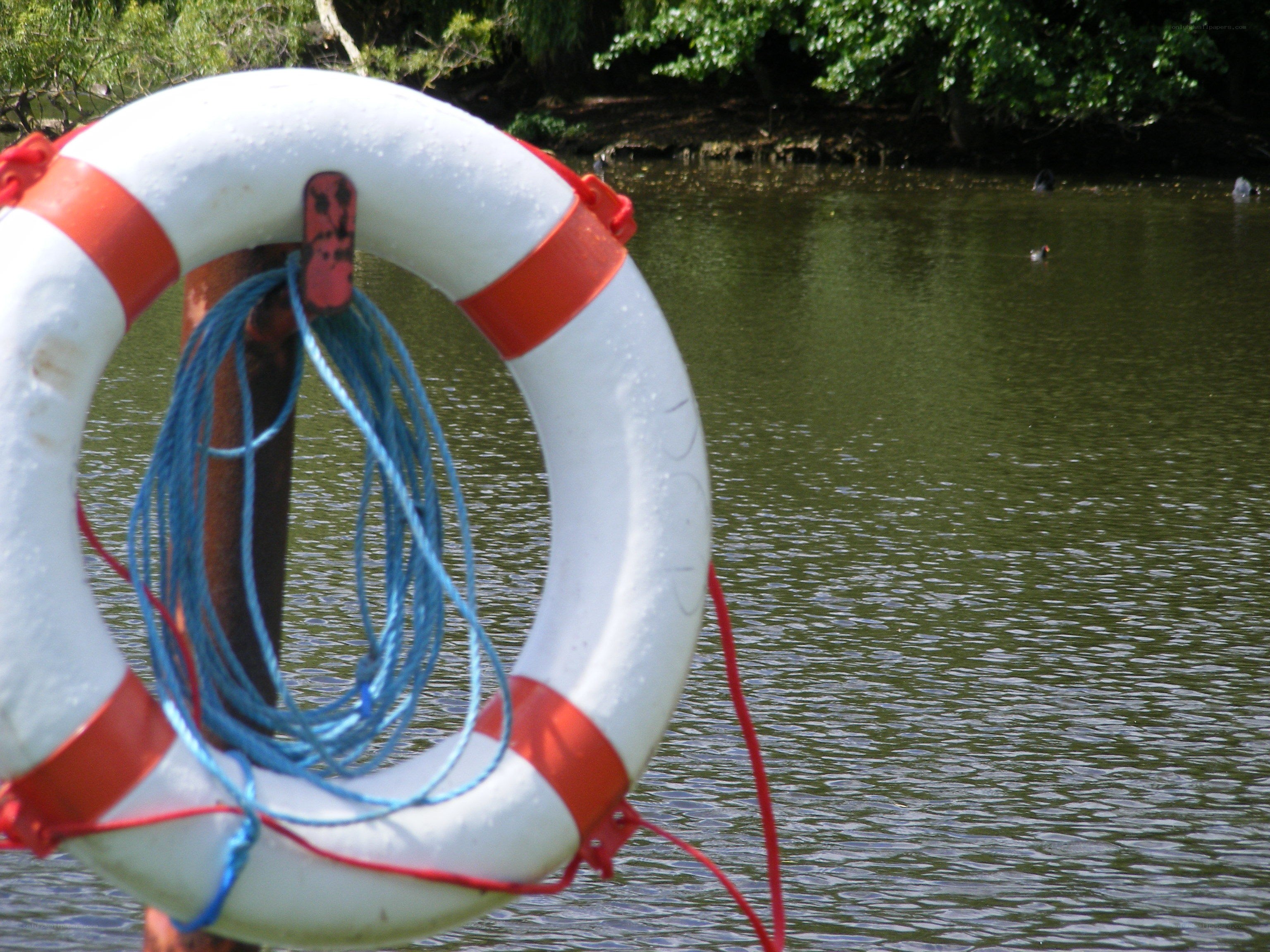 Life preserver by the water