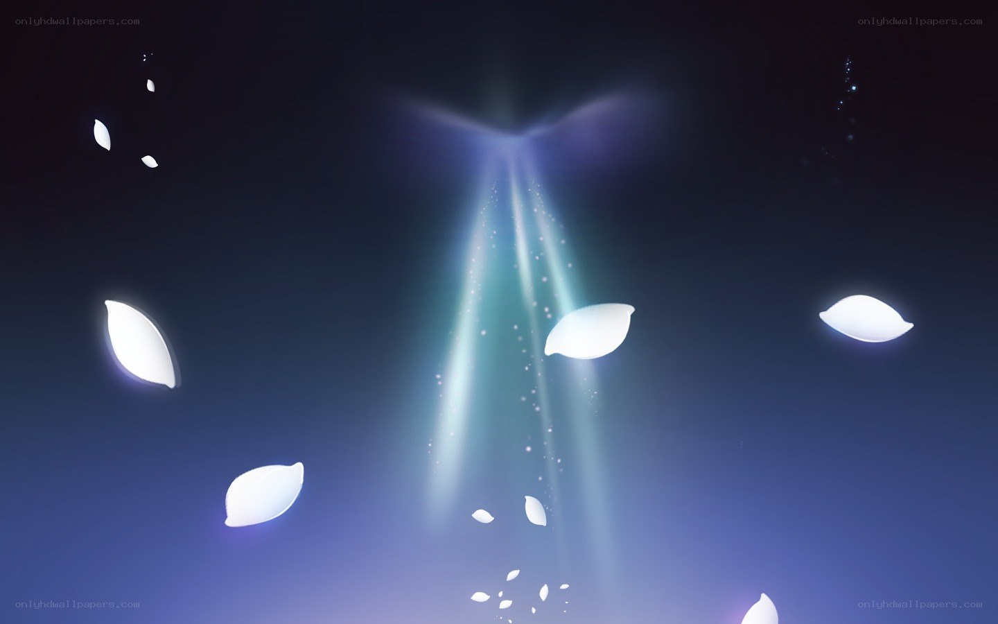 light beams and floating petals