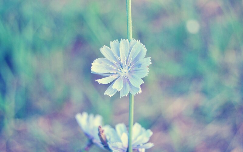 Light Blue Flower — Serene