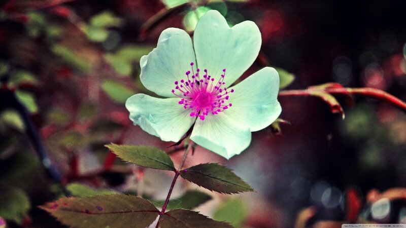 Light Blue Flower