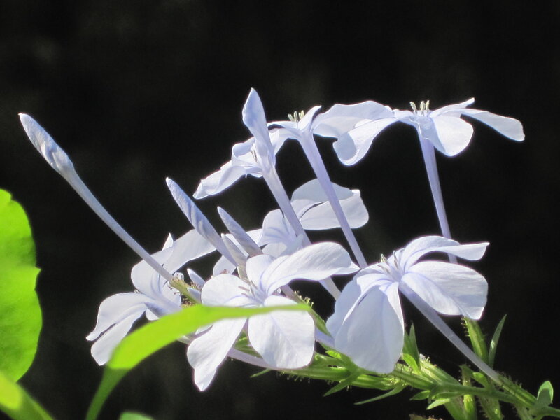 Light-blue Flowers — Blue