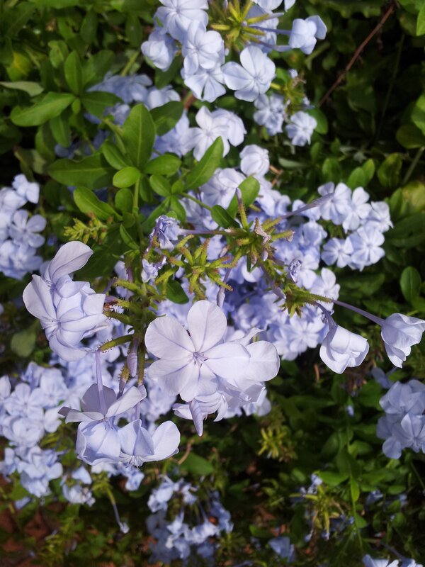 Light Blue Flowers — Calm