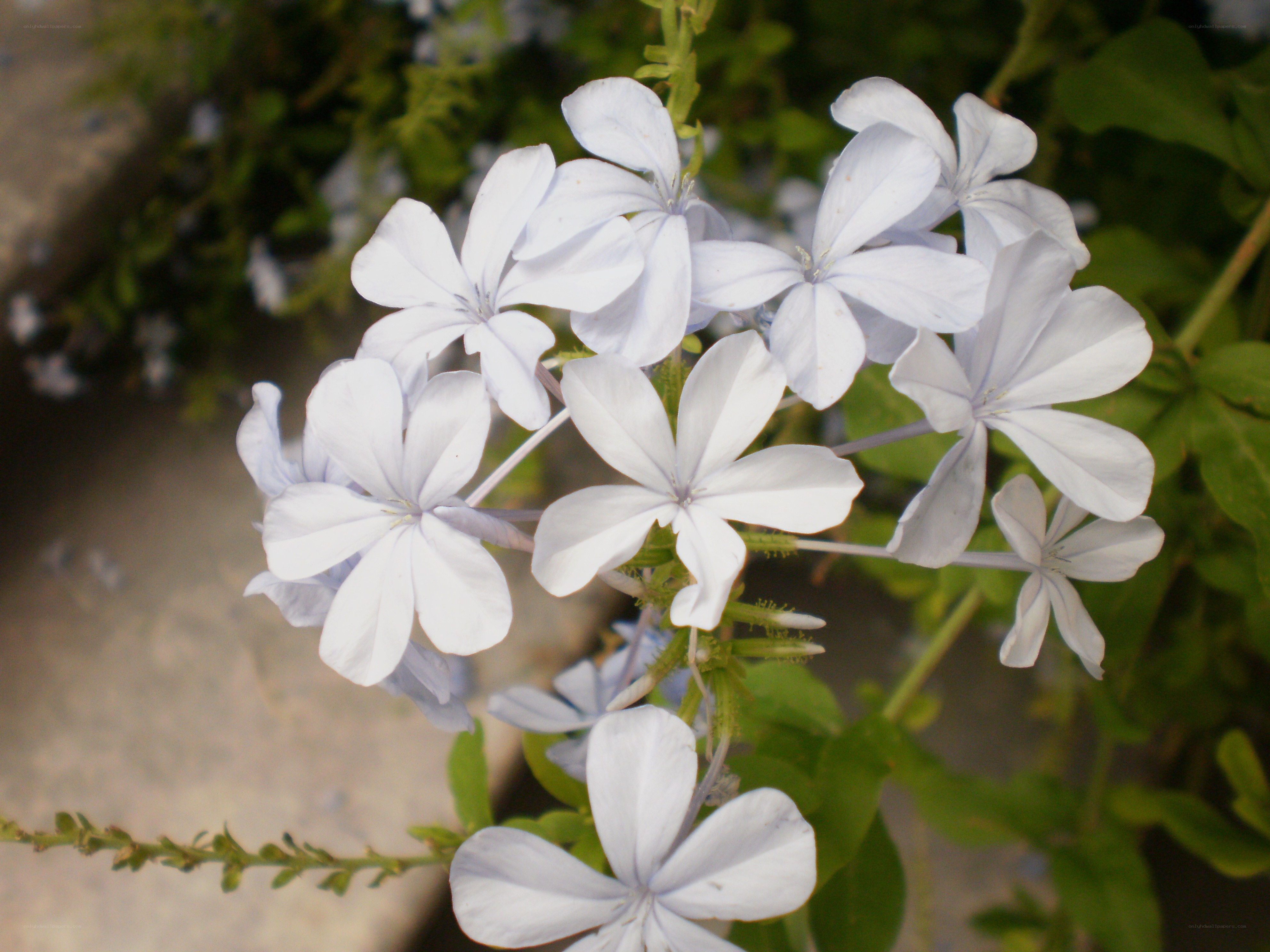 light blue flowers in bloom