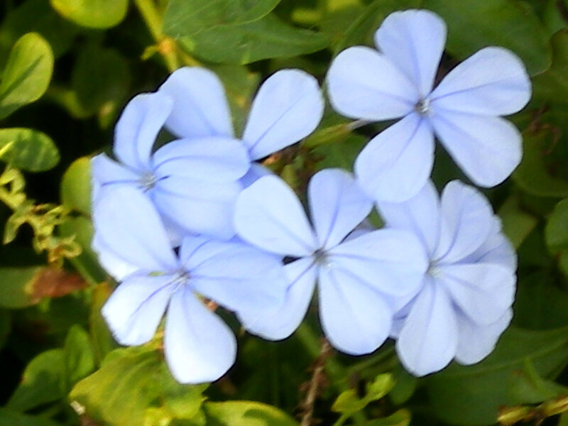 Light Blue Flowers