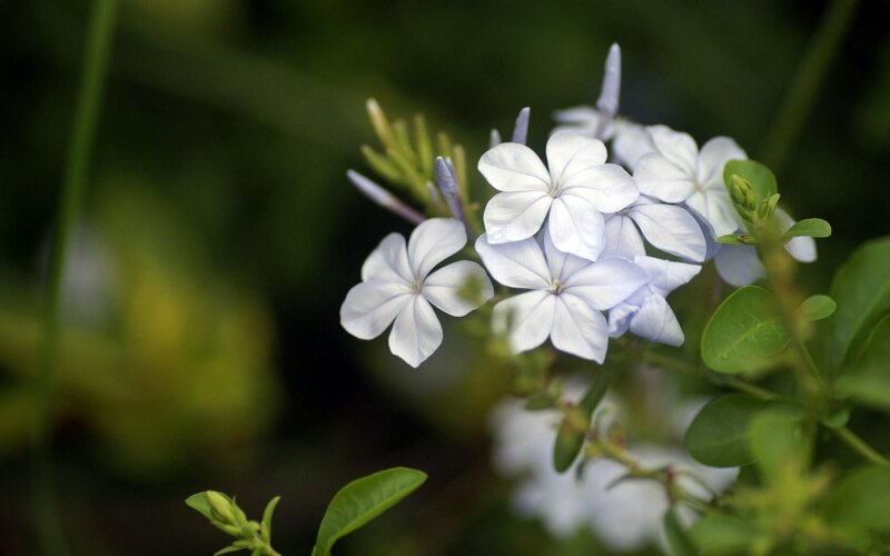 Light Blue Flowers — White