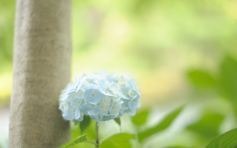 Light Blue Hydrangea Flower