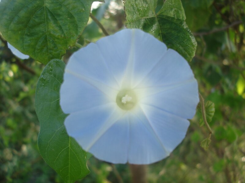 light blue morning glory flower