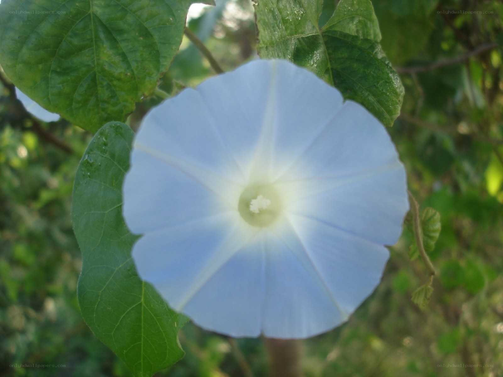 light blue morning glory flower