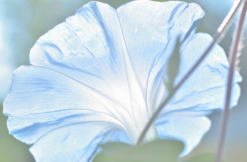 Light Blue Morning Glory