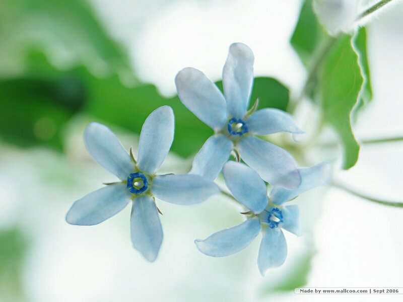 Light-blue Star-shaped Flowers