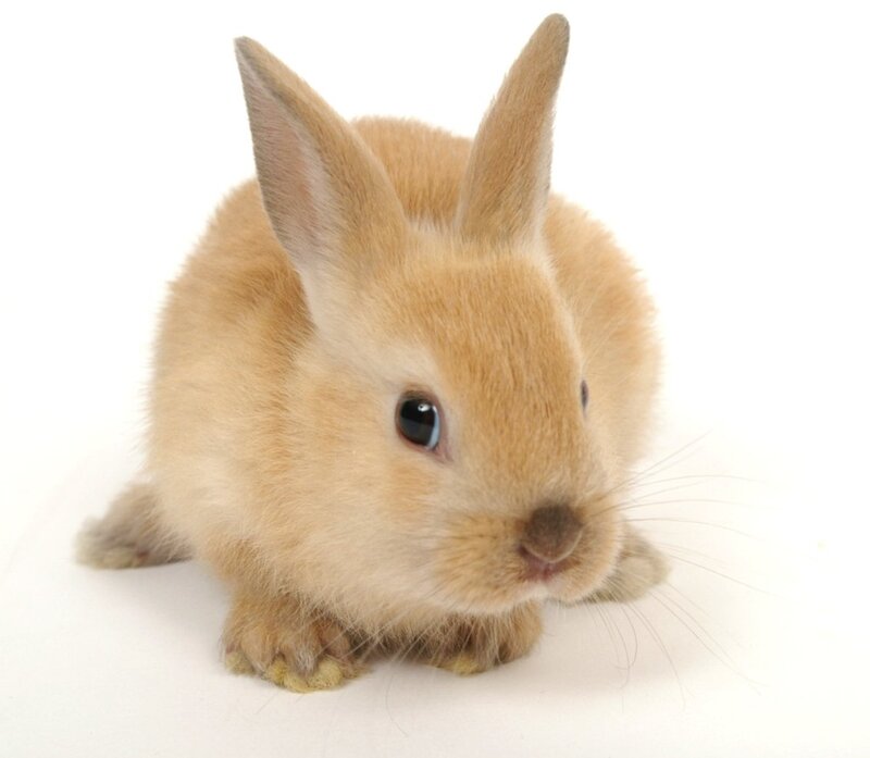 Light Brown Baby Rabbit — Beige, Calm, Photograph