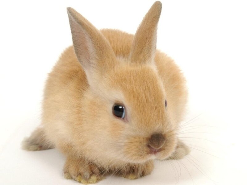 Light Brown Baby Rabbit — Beige, Calm