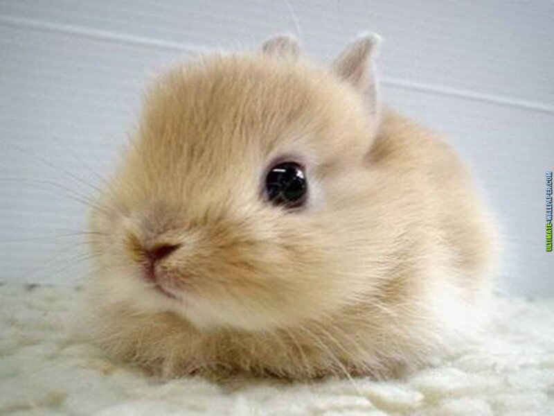 Light Brown Baby Rabbit — Beige