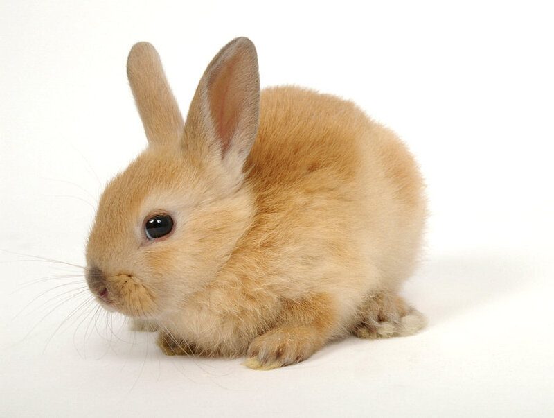 Light Brown Baby Rabbit