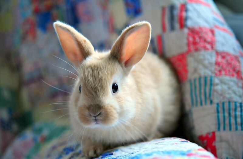 Light Brown Bunny