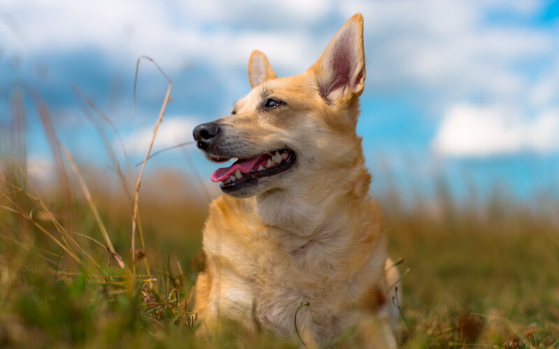 Light-brown Dog in Grass