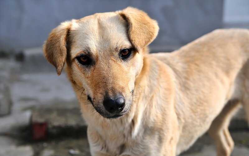 Light-brown Dog — Tan