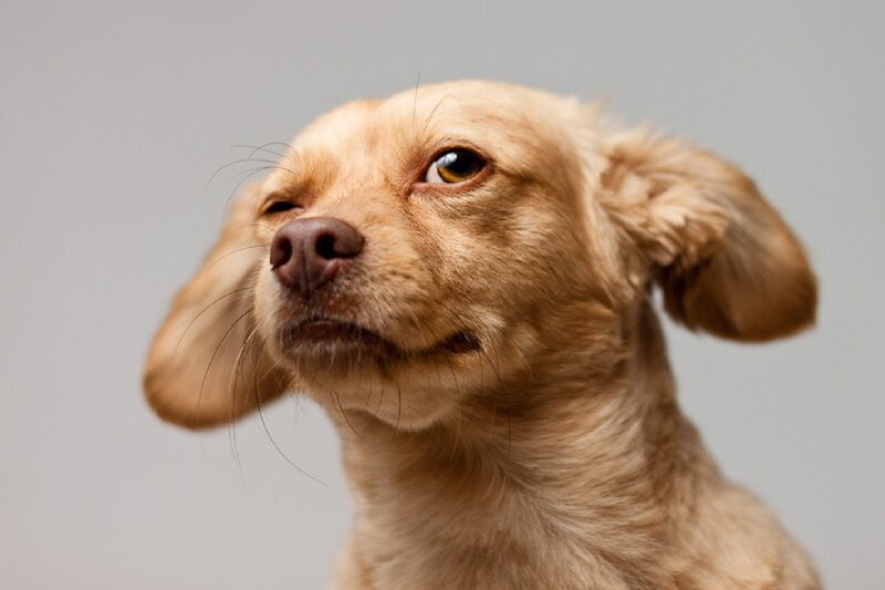 Light Brown Dog