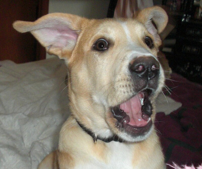 Light-brown Dog with Open Mouth