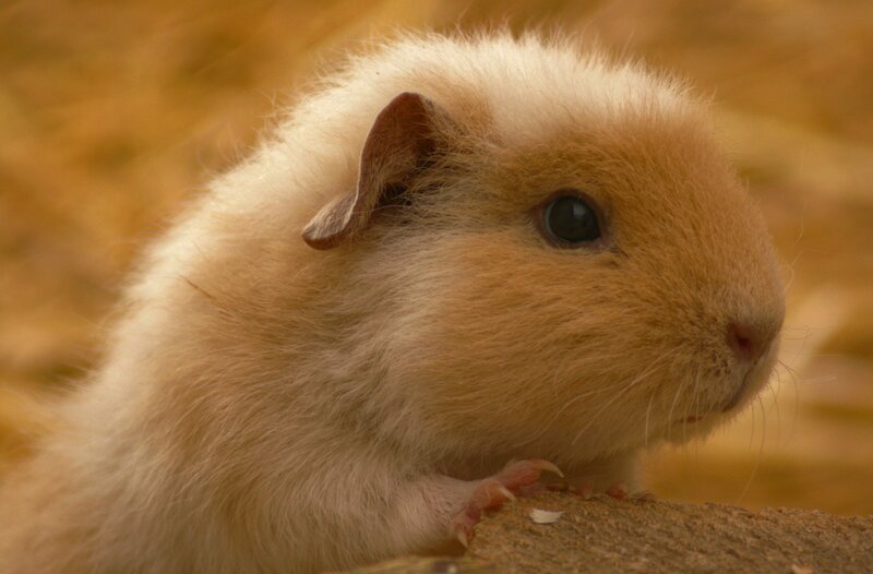 Light Brown Guinea Pig — Calm