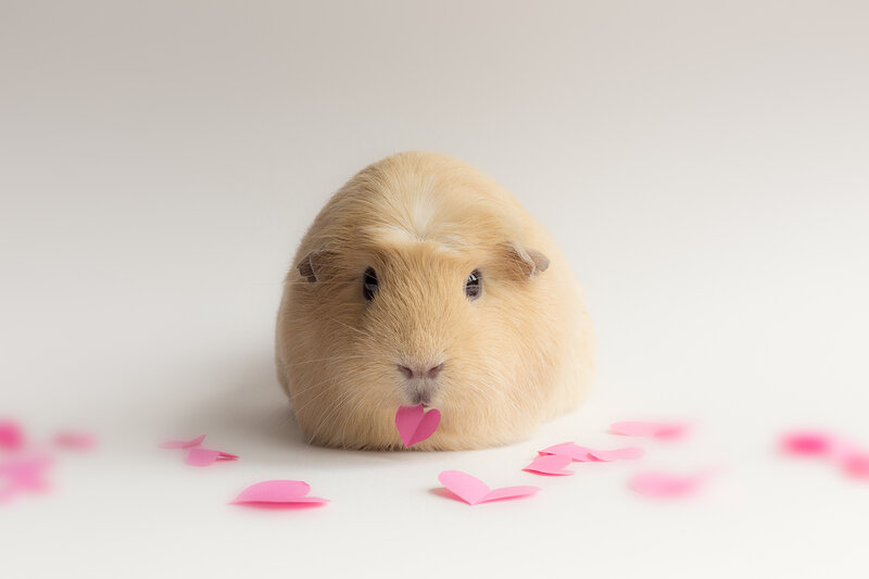 Light Brown Guinea Pig