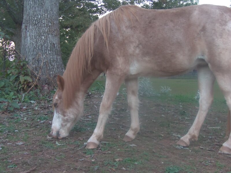 Light Brown Horse Grazing
