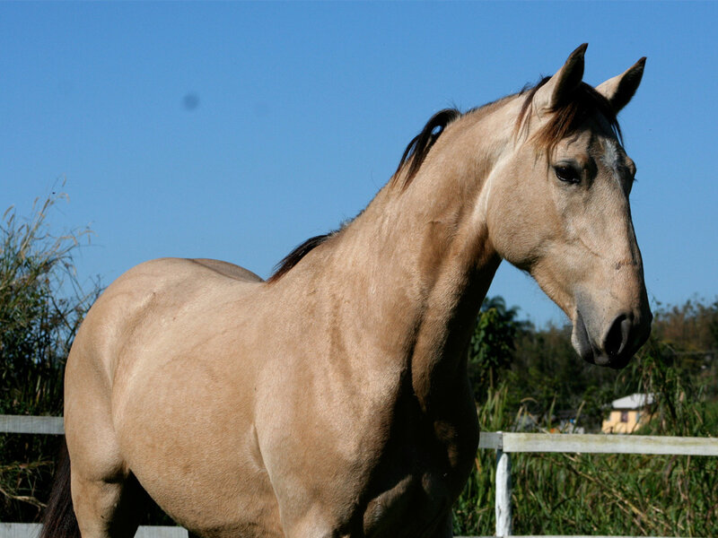 Light Brown Horse