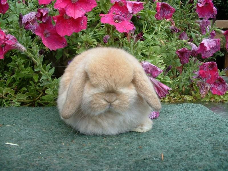 Light Brown Lop-eared Bunny — Pink