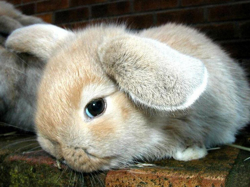 Light Brown Lop-eared Bunny