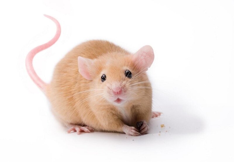 Light Brown Mouse