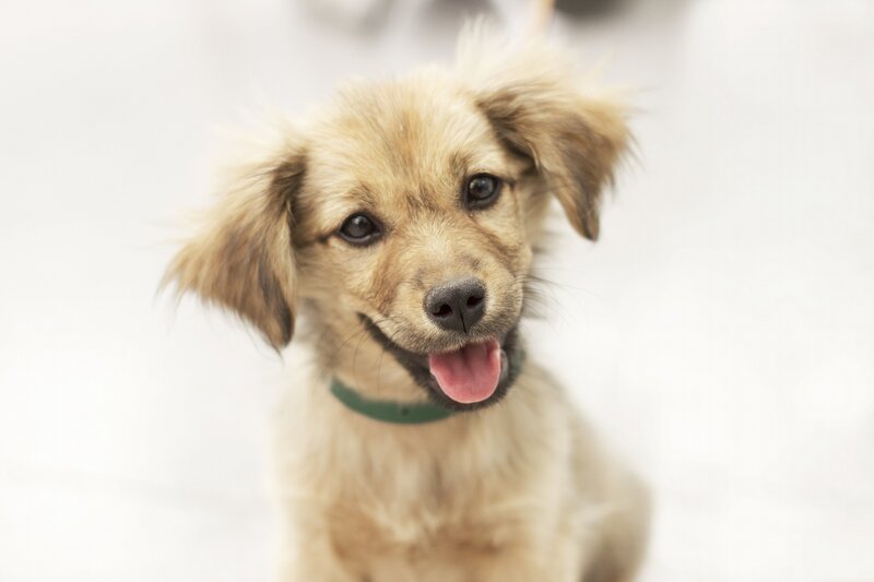 Light-brown Puppy — Beige, Calm