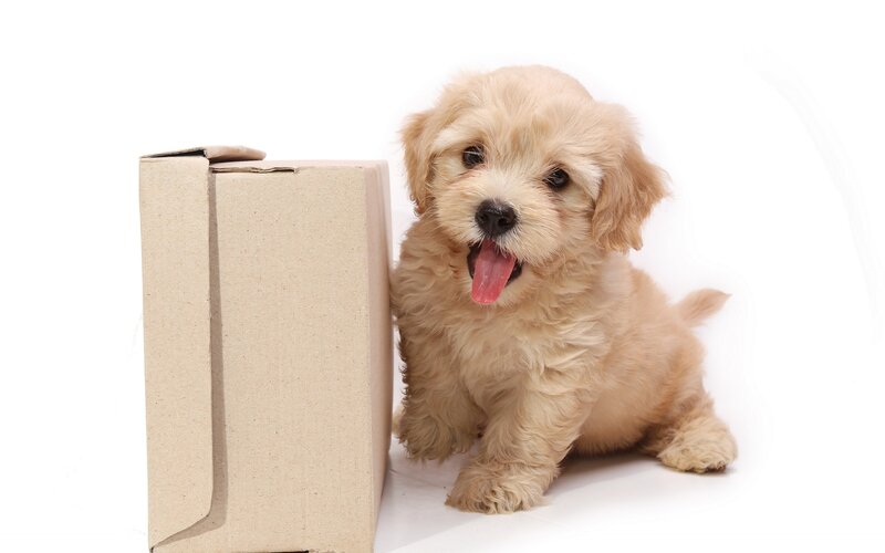 Light-brown Puppy — Beige