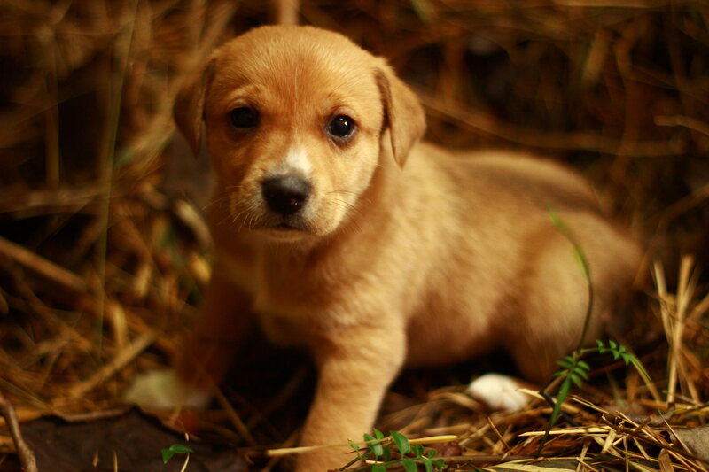 Light-brown Puppy — Brown, Calm, Photograph