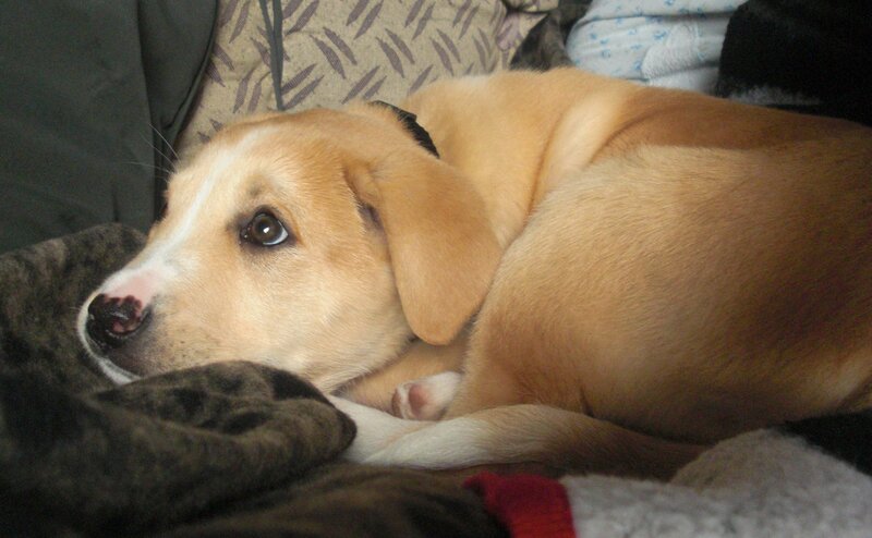 Light-brown Puppy — Brown, Calm
