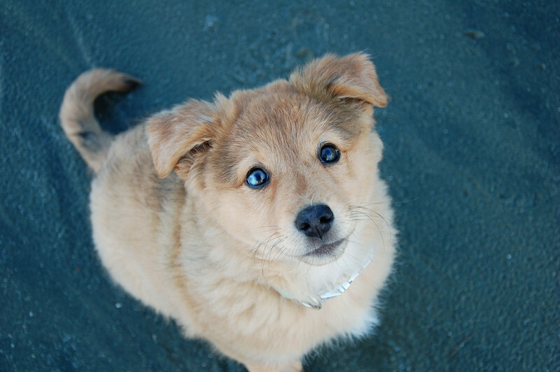 Light-brown Puppy — Brown, Curious